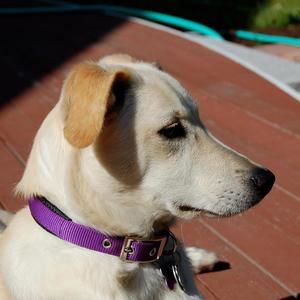 Meet your Posher, Susan